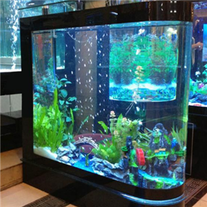 水族加盟