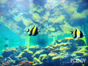 水族器材选购指南 打造理想水族生态