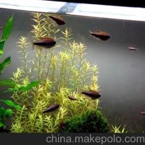 水族热带鱼与器材供应商及批发市场全攻略